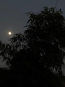 替嫁庶女,瘸子相公的天降福星